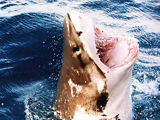 В Сан-Диего акула убила пловца. Привыкшие к пляжному спокойствию отдыхающие потрясены