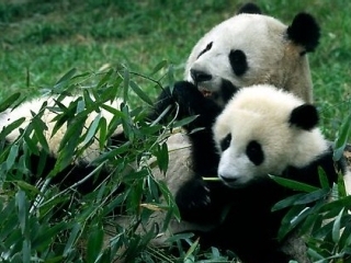 Ху Цзиньтао проинформировал Ясуо Фукуду, что китайское правительство, учитывая любовь японцев к гигантским пандам, приняло решение подарить Японии пару таких животных