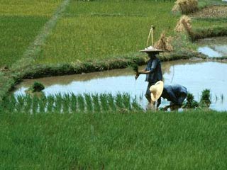 Китай обладает лишь 9% мировых аграрных земель, при этом количество работающих в сельхозсекторе КНР достигает 40 проц от общего числа фермеров в мировой экономике