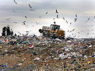 Ежегодно Великобритания отправляет на свалку "съедобных" 17,4 млрд долларов: продукты питания идут в мусор