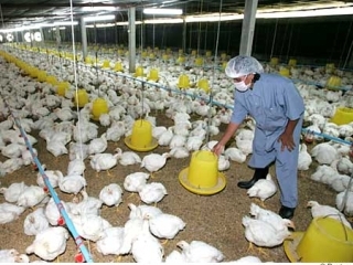 Вся домашняя птица уничтожена в Сеуле для того, чтобы предотвратить дальнейшее распространение смертельно опасного для человека вируса птичьего гриппа