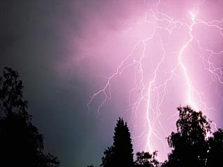 В Воронеже на территории спорткомплекса "Олимпик" семеро подростков пострадали от удара молнии в дерево, под которым они прятались от дождя