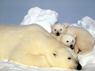 Власти США берут под защиту белых медведей, объявив их видом, находящимся под угрозой исчезновения из-за глобального потепления климата