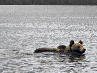 Инспектор природоохраны города Ида-Вирума, совершавший недавно на катере рейд по реке Нарва, столкнулся с большим бурым медведем, который плыл по реке в сторону границы РФ