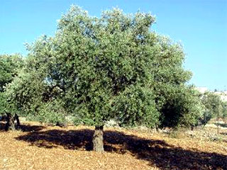 Приблизительно восемь тонн маслин исчезли без следа из пяти австралийских рощ, расположенных в долине Хантер Вэли - популярном туристическом регионе к северу от Сиднея