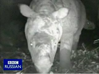 Сотрудникам Всемирного фонда дикой природы удалось запечатлеть редчайшего носорога, но тот разбил им камеру