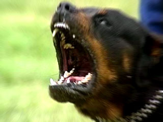 В республике Марий Эл вынесен приговор женщине-собаководу, которая натравила своих псов на маленького ребенка