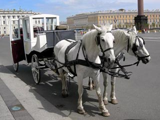 Петербургские кучеры продолжат ездить без прав и номеров