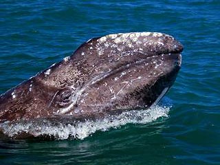 На Чукотке начался сезон охоты на китов, добыт первый в этом году серый кит
