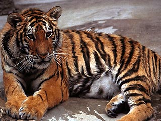 Всемирный банк взялся за спасение диких тигров