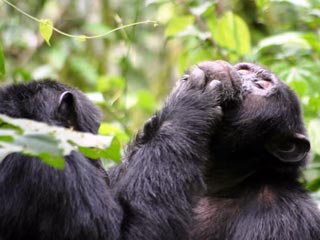 Биологи много лет ломали голову над поведением самок приматов во время "брачных утех"