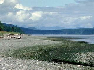 На побережье возле канадского Ванкувера найдена уже шестая человеческая ступня, обутая в кроссовок