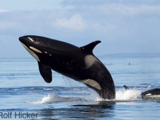 Чили ввела постоянный запрет на промысел китов в своих территориальных водах