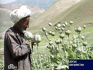 По данным ООН, в прошлом году талибы заработали около 100 миллионов долларов на опиумным маке, выращенном афганскими фермерами