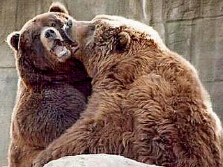 В зоопарке города Николаев на Украине два бурых медведя в воскресенье насмерть задрали человека, который в нетрезвом состоянии пытался сфотографироваться с животными и упал в вольер