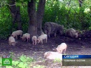 Североосетинским свиньям грозит тотальный убой. Ветеринары знают только один метод остановить эпидемию африканской чумы
