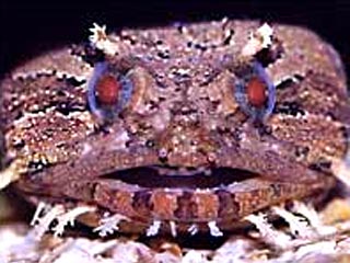 Ученые: древние жабообразные рыбы умели общаться между собой, это унаследовали современные животные 