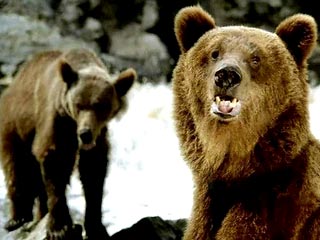 На Камчатке 30 голодных медведей загрызли двух человек. Зверей лишили питания браконьеры