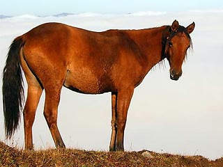 Купание коня в поселке под Петербургом закончилось гибелью его хозяина