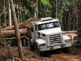 В Бразилии за минуту уничтожают "футбольные поля" тропических лесов, служащих "лёгкими планеты"