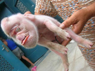 Китайская свинья родила поросенка-мутанта с обезьяньей головой