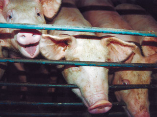 В Северной Осетии объявлена чрезвычайная ситуация в связи с эпидемией чумы у свиней