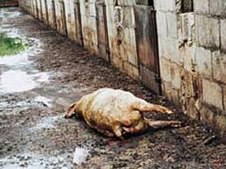 Вирус африканской чумы, покосивший полторы тысячи свиней в Северной Осетии, и уже распространившийся на другие российские регионы, может мутировать и перейти на людей