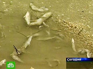 Более пяти тонн осетра и трех тонн карпа погибло на озере Исетское в Свердловской области после выброса горячей воды со Среднеуральской ГРЭС