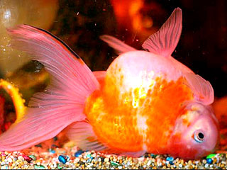 У британской золотой рыбки свой "взгляд на мир": она плавает вниз головой
