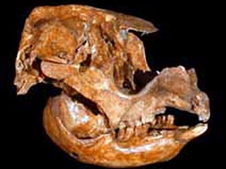 В частности, данные, полученные при исследовании черепа гигантского кенгуру показали, что этот вид, равно как и другие виды доисторических гигантов, обитавших на Тасманских островах, прекратил свое существование вследствие охоты человека
