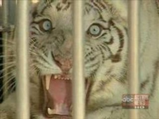 В городе Уэст-Палм-Бич, на восточном побережье штата Флориды, бежали бенгальский тигр и лев из вольеров в заповеднике McCarthy