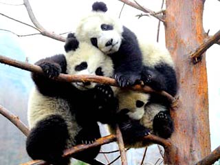 Гигантские панды в Китае переживают настоящий бэби-бум после разрушительного землетрясения в юго-западной провинции Сычуань