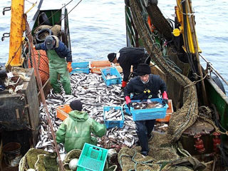 Действия пограничников по "отлову" рыбаков в Охотском море в разгар минтаевой путины признаны незаконными