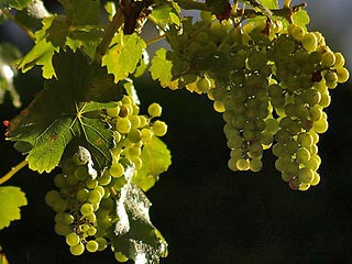 Урожай винограда в Грузии ожидается в полтора раза скромнее прошлогоднего: в 2008 году урожайность грузинских виноградников оценивается в пределах 130 тысяч тонн, что более чем на 100 тысяч тонн меньше, чем в прошлом году