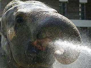 В Китае слона, которого браконьеры "подсадили" на героин, вылечили метадоном