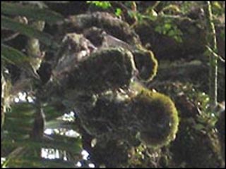 Якобы найденные в джунглях Папуа - Новой Гвинеи останки летчика эпохи Второй мировой войны оказались всего лишь покрытыми мхом ветками дерева
