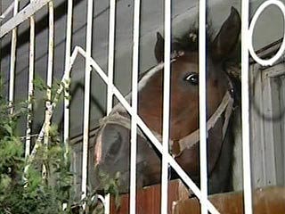 Хозяин коня Кузи, поселившегося на балконе в Казани, протрезвел и увез животное в деревню