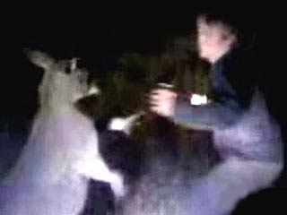 Зверское избиение кенгуру, находящегося в полуобморочном состоянии после ДТП, оказалось заснято на видео