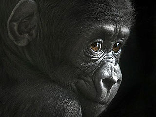 В Конго открывается первый центр реабилитации для горилл-сирот