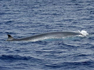 Неопознанная иностранная субмарина, которая неделю назад вторглась в территориальные воды Японии, на самом деле могла быть китом - полосатиком Брайда