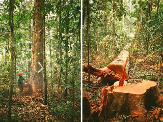 Правительство Бразилии возглавило список самых злостных вырубщиков лесов - компаний, незаконно уничтожающих леса Амазонки
