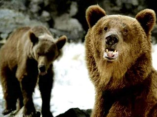 В Алтайском заповеднике медведи терроризируют местное население: их нельзя отогнать даже выстрелами 