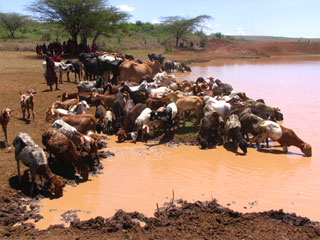 Кенийские скотоводы во время засухи спасают себя и своих питомцев "козлиными презервативами"