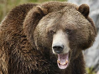 В Иркутской области сотрудникам Мамско-Чуйской милиции пришлось застрелить крупного медведя, напавшего на людей