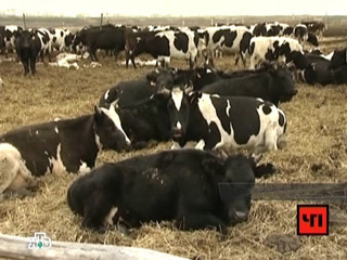 Шесть коров пали от бешенства на сельскохозяйственном комбинате в Навлинском районе Брянской области