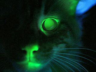 Почему у кошки глаза светятся в темноте. Исследовательская работа