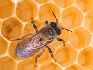 Австралийские исследователи обнаружили, что медоносные пчелы могут считать до четырех