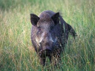Инфекция "проникла в дикую природу" и на территории Грузии "образовался стационарный уже природный очаг африканской чумы свиней", носителями которой являются кабаны