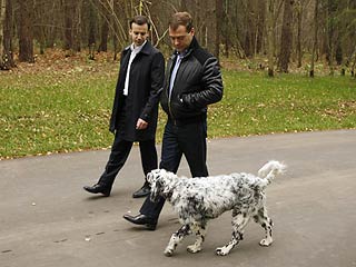 Президент России Дмитрий Медведев пошел по стопам Владимира Путина и вывел в свет нового домашнего питомца - английского сеттера