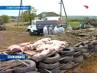 В Ставропольском крае в очагах африканской чумы свиней к среде забиты свыше 11 тыс. голов скота